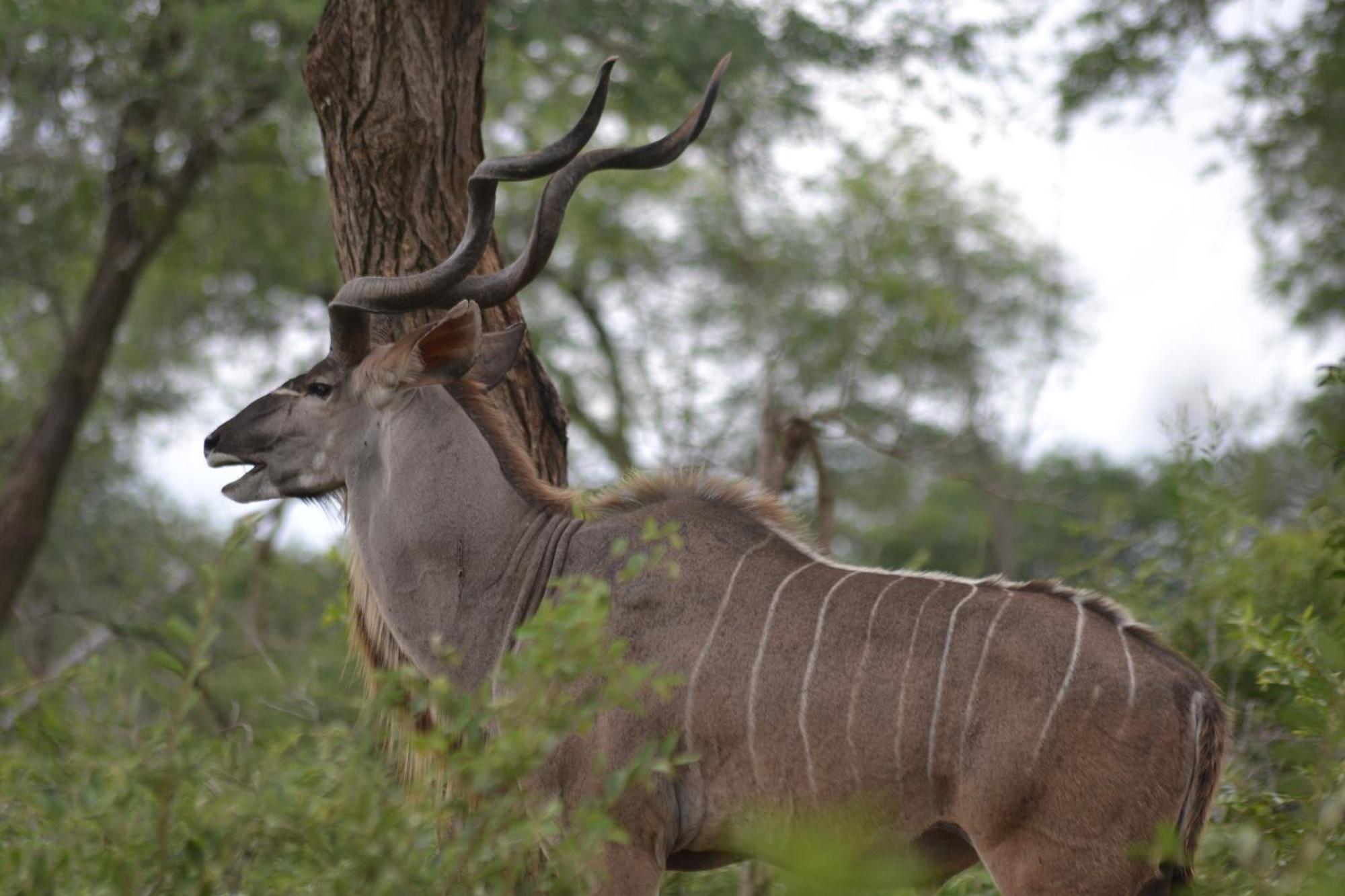 Yebo Safari Tents-Stay Inside Kruger Skukuza Kültér fotó