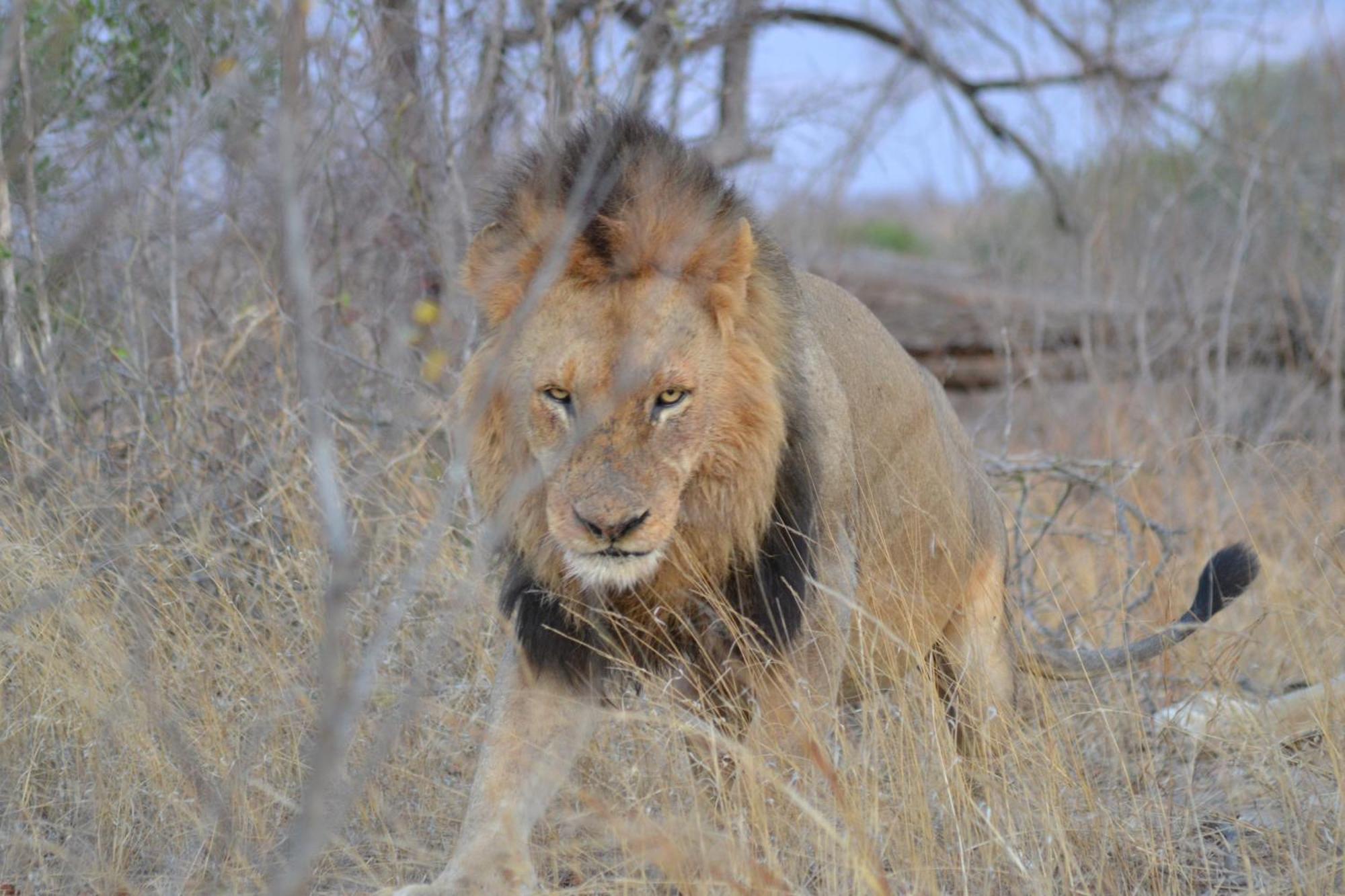 Yebo Safari Tents-Stay Inside Kruger Skukuza Kültér fotó