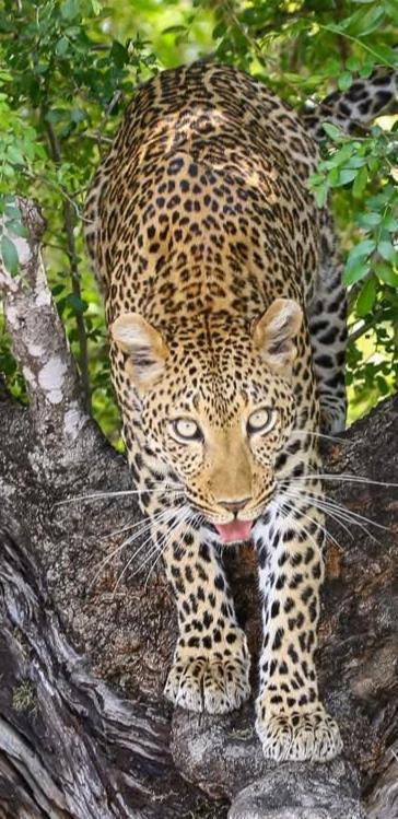 Yebo Safari Tents-Stay Inside Kruger Skukuza Kültér fotó