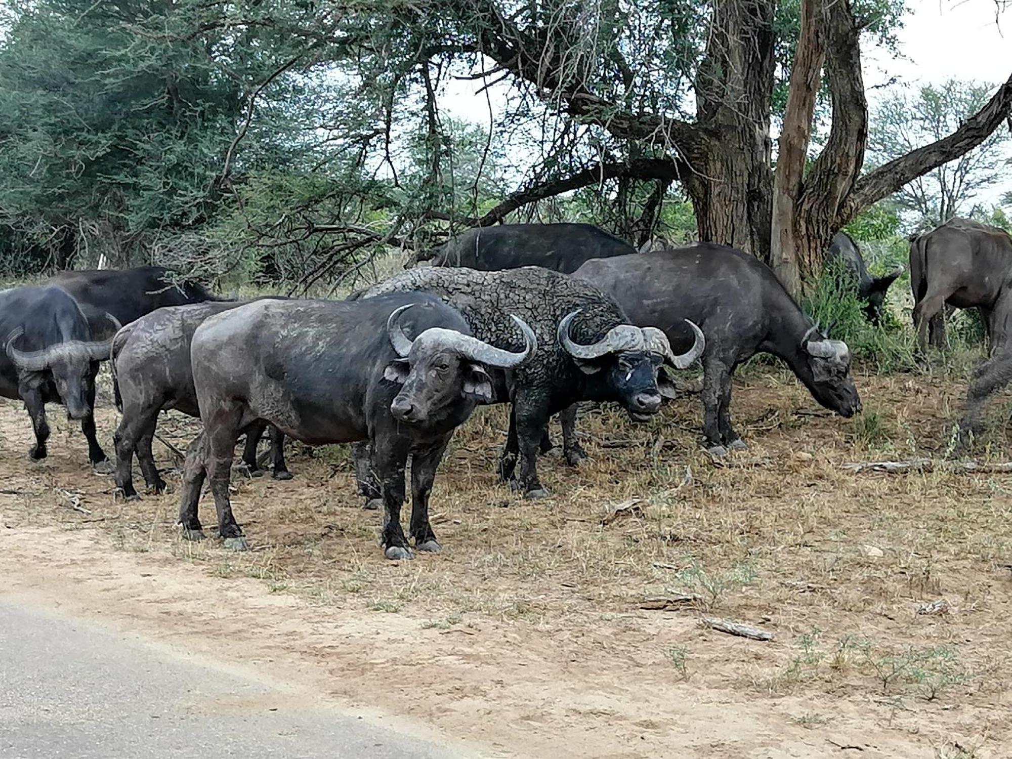 Yebo Safari Tents-Stay Inside Kruger Skukuza Kültér fotó