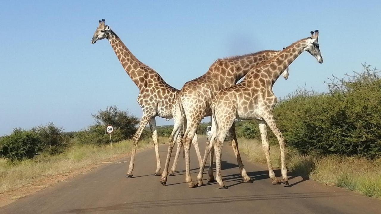 Yebo Safari Tents-Stay Inside Kruger Skukuza Kültér fotó