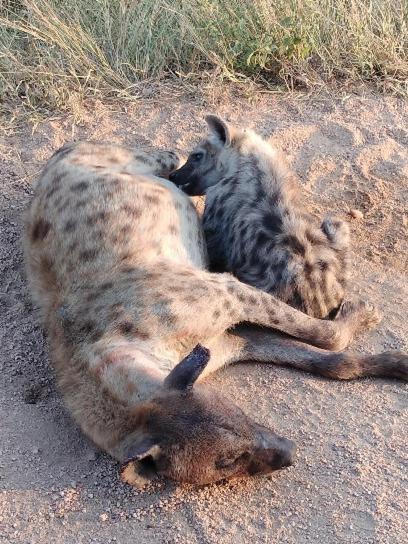 Yebo Safari Tents-Stay Inside Kruger Skukuza Kültér fotó